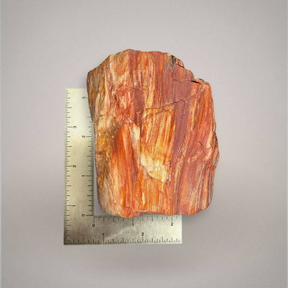 Petrified wood specimen 512 shown beside an inch ruler for scale, measuring approximately 3 inches tall.
