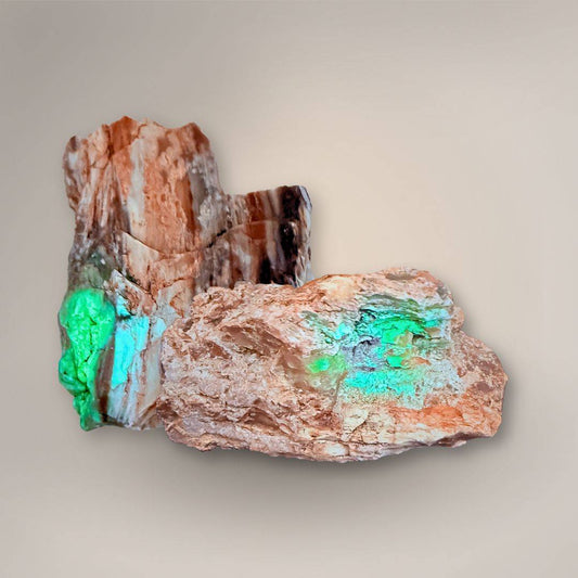 UV-reactive Petrified Wood rough from Nevada glowing green and aqua under ultraviolet light, showing hidden fluorescence in the fossil wood.