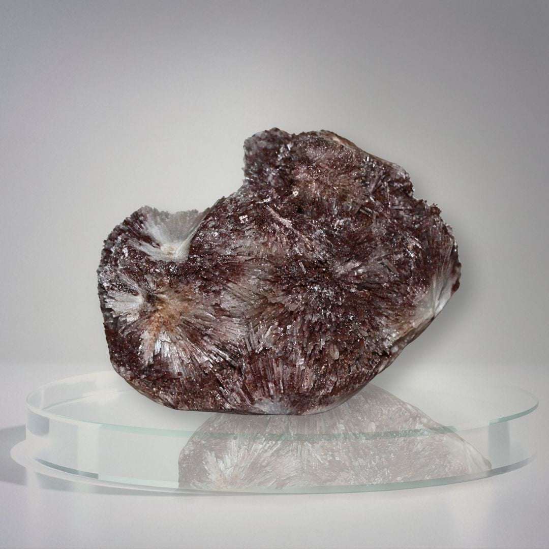 Red scolecite cabinet specimen from Maharashtra India with radiating white crystal sprays and hematite-rich burgundy coloration