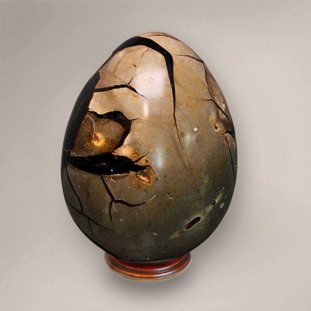 Back view of polished Madagascar Septarian Dragon Egg showing tan-brown matrix divided by dark septarian fracture patterns.