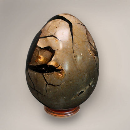 Back view of polished Madagascar Septarian Dragon Egg showing tan-brown matrix divided by dark septarian fracture patterns.