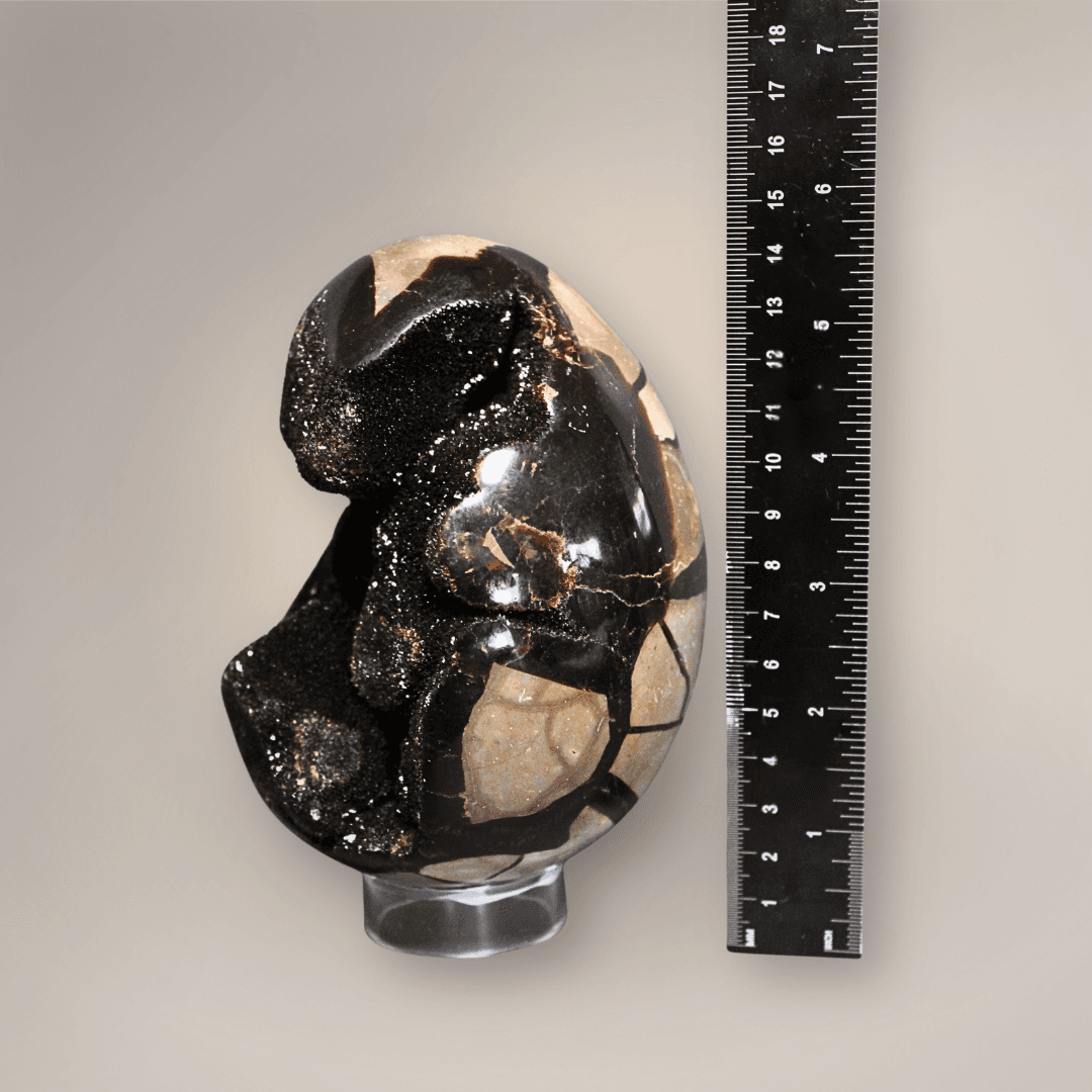 Scale view of polished Madagascar Septarian Dragon Egg and a black ruler. 