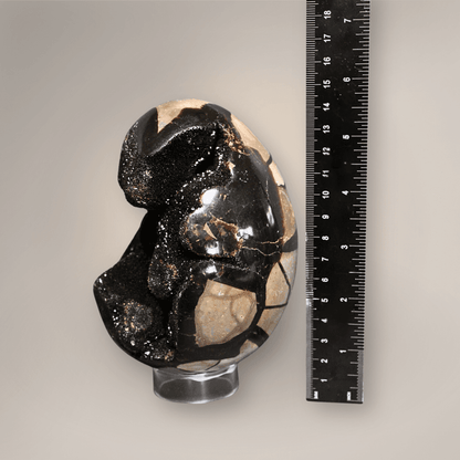 Scale view of polished Madagascar Septarian Dragon Egg and a black ruler. 