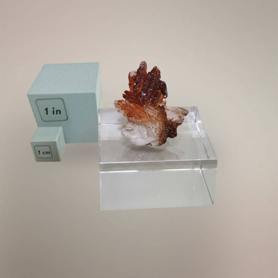 Vanadinite over Barite specimen from Morocco shown with 1 inch and 1 cm scale cubes